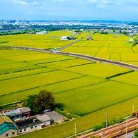 西門鴿園(臨安路)